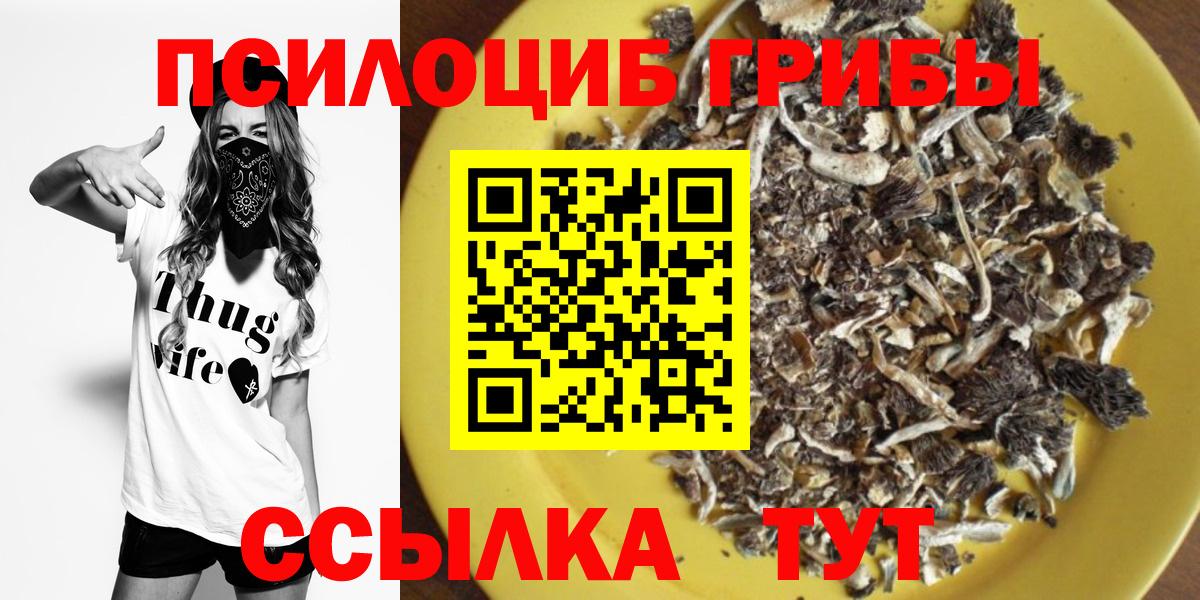 Псилоцибиновые грибы Psilocybine cubensis Новоалександровск